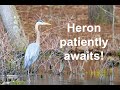 Heron patiently looking for food!