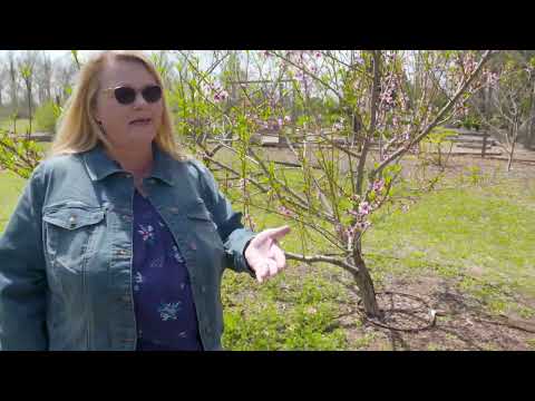 Video: Sodų vaisių vėsinimas: ar vaisius reikia atvėsinti nuėmus derlių