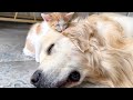 Tiny Kitten Loves Golden Retriever