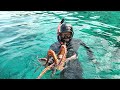 Menyelam Sambil Bertarung Dgn Gurita Babon 🐙 | Hunting Big Octopus