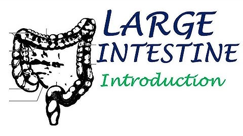 Chp20 | Introduction to LARGE Intestine | BDC Vol2 | Dr Asif Lectures