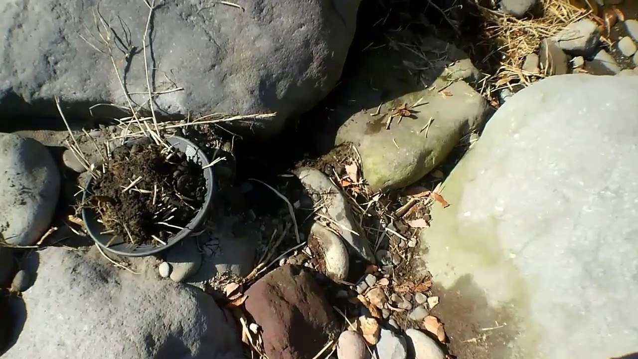 砂金採り 砂金が集まりそうな場所を偉そうに語る者の末路