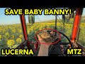 MTZ 82 BELARUS TRACTOR  BABY BUNNY LUCERNA CUTTER