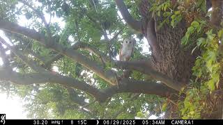 Barn owl onto trail camera
