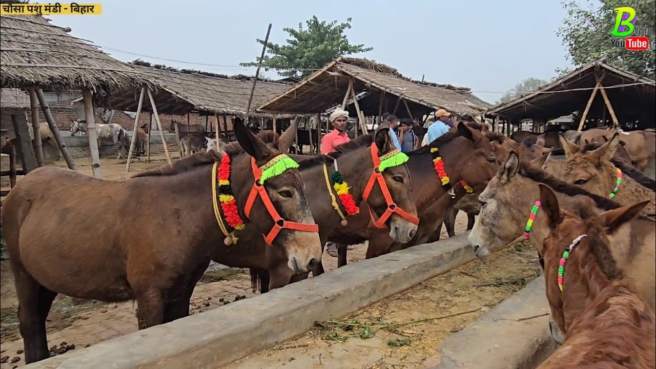 यहा साल में तीन बार खच्चर गदहा व घोड़ा बिकने के लिए आते हैं | Khachar Mandi | Chausa Mandi
