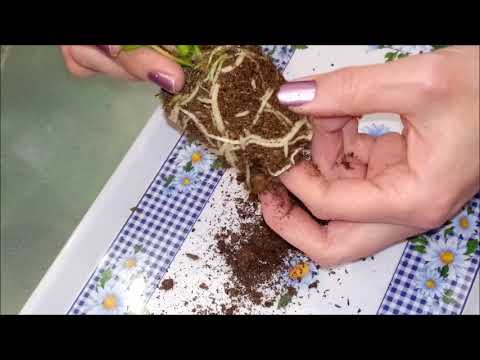 Vídeo: Anthurium Scherzer: atenció domiciliària, descripció, reproducció i ressenyes