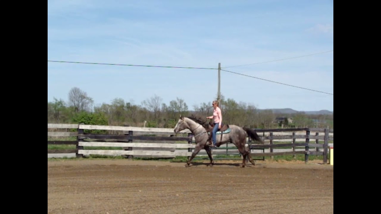 EXTREMELY PRETTY STEEL GRAY QUARTER HORSE GELDING, PROFESSIONALLY