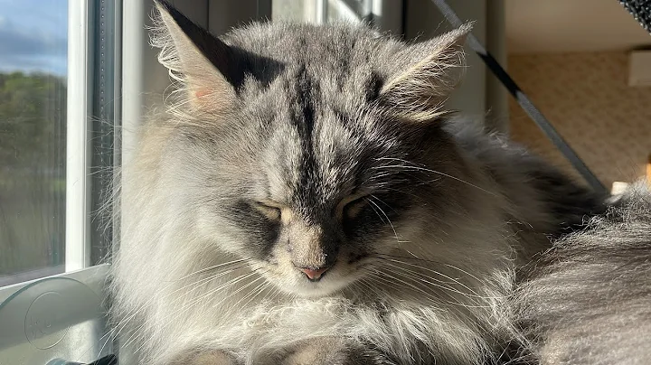 Video 11765051: siberian forest cat, post, adorable cats, cat old