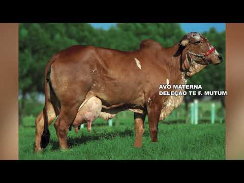LOTE 31 NAVALHA ESQUIRE FIV F CONGONHAS 486 CO