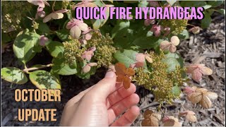 Quick Fire Hydrangea October Update! (Proven Winners)