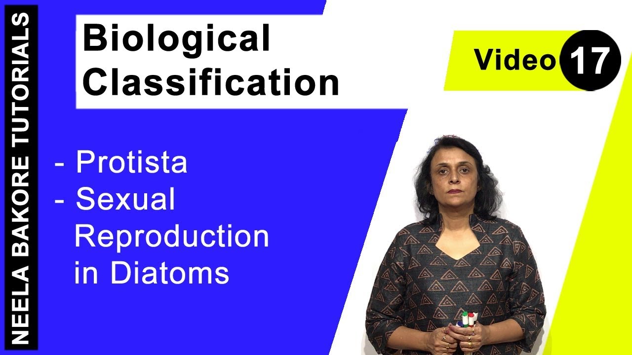 Biological Classification | NEET | Protista - Sexual Reproduction in Diatoms | Neela Bakore Tutorial