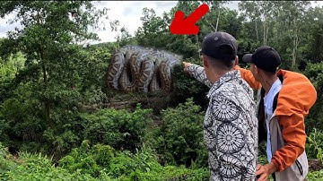 Cuộc Gọi Khẩn Cấp Của Sư Phụ Khi Phát Hiện Con Rắn Khổng Lồ Nằm Trên Ngọn Cây Phơi Nắng