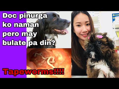 Video: Paano Sasabihin Kung Ang Iyong Aso ay Nalulumbay (na may Mga Larawan)