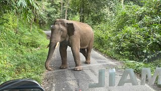 My daughter birthday trip | Sudden surprise 😳 We saw a elephant 🐘on the roadside | Trip With Saha￼