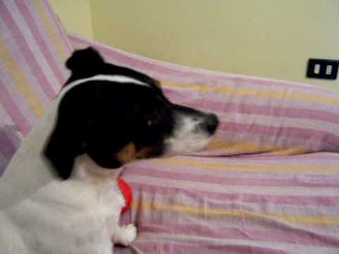 Teo, il mio Jack Russell Terrier Che canta!!!