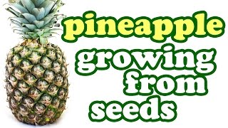 How To Grow A Pineapple Plant From Seeds - Growing Pineapples Fruit Trees - Tropical Fruits Jazevox