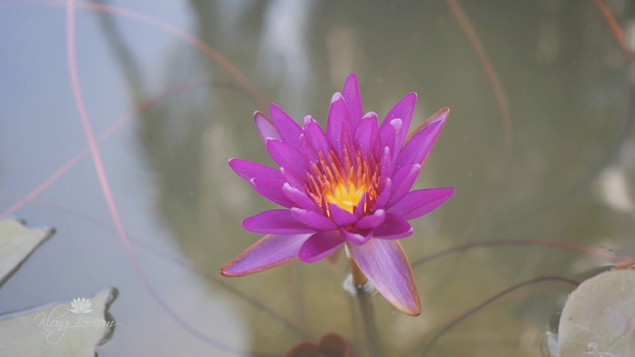 Nymphaea 'Purple Fantasy' HxT ISG Waterlilies
