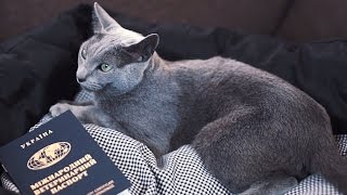 Как перевезти кошку через границу ➠ Советы ветеринара Как перевезти кошку через границу ➠ Советы ветеринара