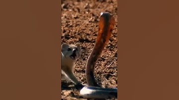 Cobra vs Mongoose #snake #wildlife #cobravsmongoose #mongoose