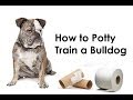 Bulldog Training Tips : How to Potty Train a Bulldog Bulldog Training Tips : How to Potty Train a Bulldog