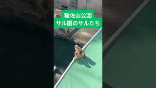 稲佐山公園の猿舎の猿を見るポイント