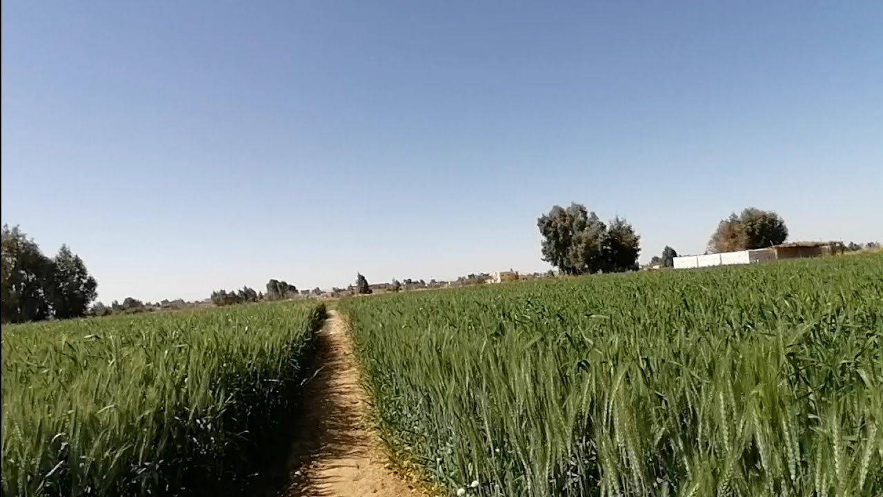 أرخص أرض فمصر ب١٧ الف شامل البير والطاقه الشمسيه أوراق من المحافظه ٠١١٤٢٠٤٨٣٣٩