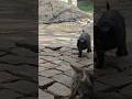 Друзья у нас сегодня праздник не большой скажем так, кому нравится ставьте лайкподписку мыбудемрады