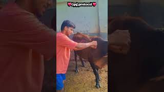 gpg protocol #veterinarian #cow #veterinary #yashomatimaiyasebolenandlala #veterinarypharmacist #cat