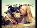 Living With A Deaf Dog