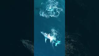 Mama And Baby Humpback Whale Show Off