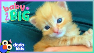 Teeny Tiny Baby Is Now King Of The Kittens ❤️ | Dodo Kids | Baby 2 Big