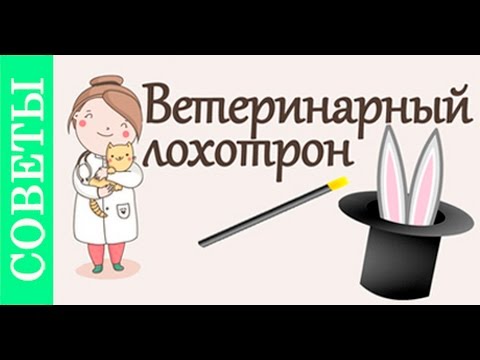 Как вызвать ветеринара на дом. #Советы_ветеринара