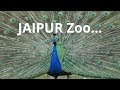 Jaipur zoo