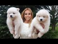 SAMOYED PUPPIES & BEST SAMOYED DOG BREED GUIDE の動画、YouTube動画。