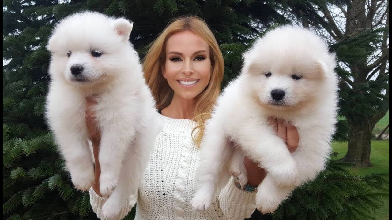 big white fluffy dog samoyed