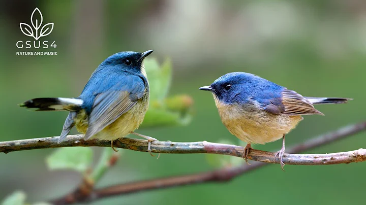 Nature Bird Sounds - Birds Singing in The Forest helps Deep Relaxation and Aids Good Sleep thumbnail