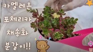 카멜레온🦎 포체리카 채송화 🌸분갈이를 해 보았어요!  (Succulent plant ,肉厚のこの)