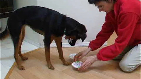 Enrichment Games for Dogs: Shell Scent Game Dog Indicates correct container where scent