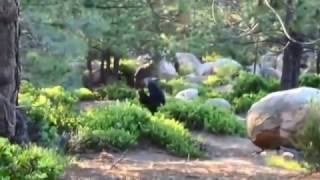 Independence Day Bigfoot
