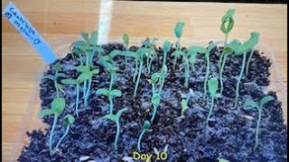 Cantaloupe Melon Time-Lapse