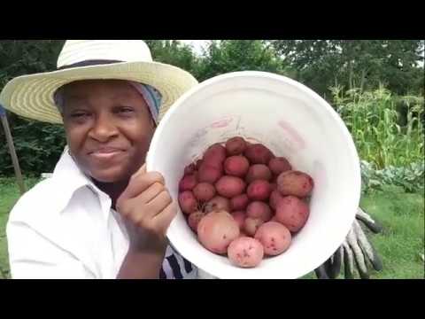 Harvesting Potatoes In Spite Of The Grass