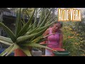 Aloe Vera ENORME con muchos hijos | Jardín de Nena | 🌿