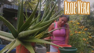 Aloe Vera ENORME con muchos hijos | Jardín de Nena | 🌿