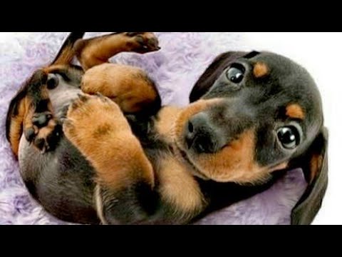 Video: Como Se Ven Los Cachorros De Perro Salchicha