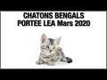 Votre chaton bengal de la porte de la mars 2020 par bengal laurentides