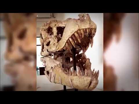 დინოზავრები რომლებიც კამერამ დააფიქსირა #1