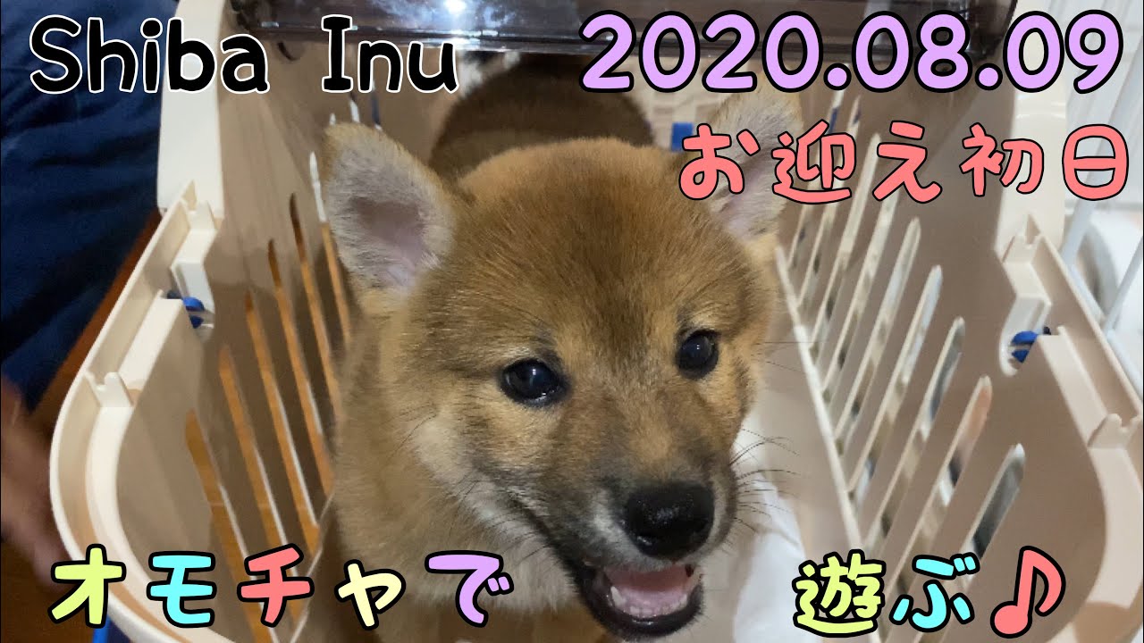 【お迎え初日】初めてのオモチャで遊ぶ♪【柴犬の子犬】 YouTube