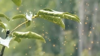 最放松的雨声 | 自然雨声助眠、缓解焦虑与深度放松