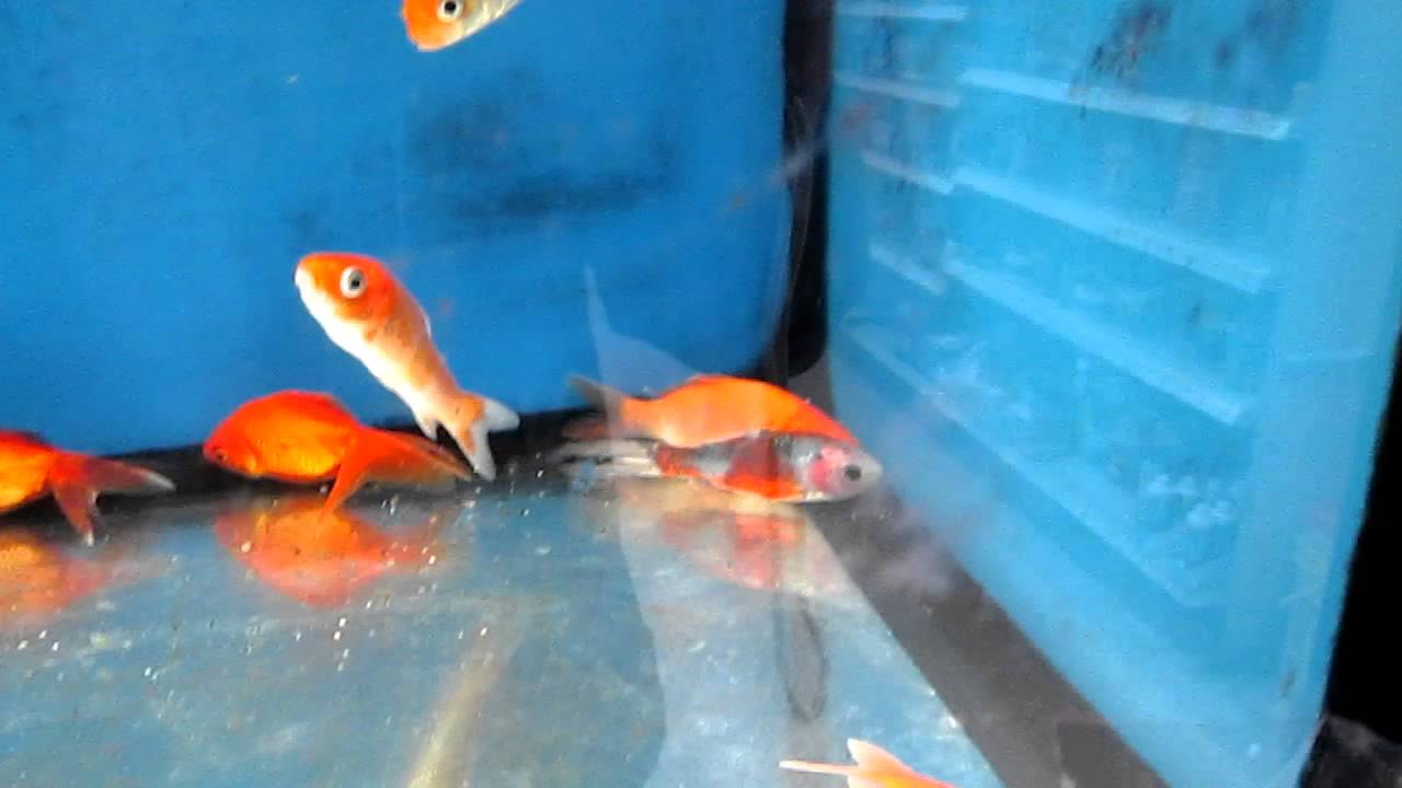 gold fishes at walmart