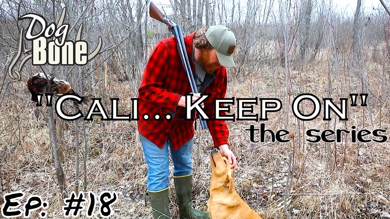 "Cali... Keep On" Day to Day Bird Dog Training Series Ep 18 YouTube
